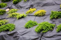 New conifers growing though landscape fabric with watering system