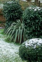 Cordyline in container with ivy topiary and Buxus sphere. Sprinkling of snow on lawn -  Suffolk