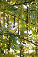 Pterocarya fraxinifolia - Caucasian wing nut