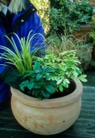 Planting terracotta container - Display in container being decided upon. Carex, Choisya ternata 'Sundance' and Helleborus.  