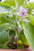 Solanum melongena 'Calliope' - Stripy Aubergine  