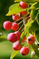 Malus 'Adirondack' fruit in autumn