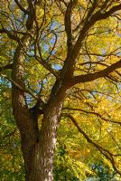 Gymnocladus dioica - Kentucky coffee tree in autumn