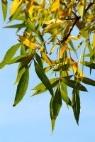 Autumn foliage of Fraxinus angustifolia - Narrow Leaved Ash