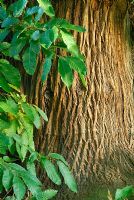 Castanea sativa - Sweet Chestnut tree