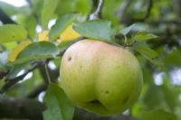 Malus 'Bramley Seedling' - Apple