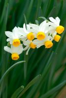 Narcissus canaliculatus