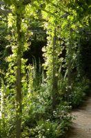 Wisteria clad pergola rach above path with white Digitalis purpurea 'Alba' and low Buxus hedging - 'The Daily Telegraph Garden', Chelsea 2007 