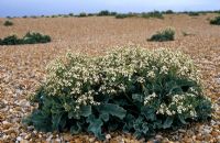 Crambe maritima - Sea kale on shingle beach, Lydd-on-Sea, Kent 