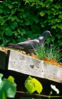Wood pigeon with chives looking for seeds on green shed roof July 2007