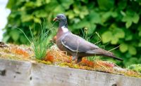Wood pigeon with chives looking for seeds on green shed roof July 2007