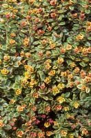 Thymus 'Doone Valley' - Golden thyme 