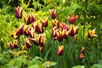 Spring border with Tulipa 'Gavota' in front of Valeriana phu 'Aurea'