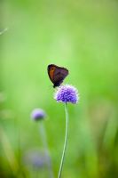 Butterfly on Succisa pratensis - Devil's bit scabious