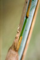 Thamnocalamus crassinodus 'Kew Beauty'