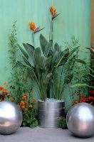Strelitzia in metal container against light green painted wall