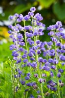 Baptisia australis