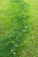 Fungi in 'fairy ring' in garden lawn