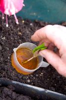 Taking Fuchsia cuttings - Dipping in hormone rooting liquid