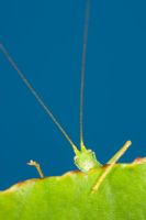 Meconema thalassinum - Oak Bush Cricket climbing over leaf