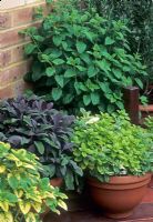 Herbs in terracotta containers including Melissa, Ocimum, Salvia officinalis 'Purpurascens' and Mentha -  London 