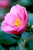 Camellia 'Cornish Spring'