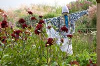 Scarecrow in border with Dahlia 'Chat Noir'