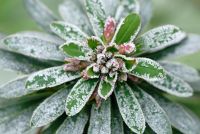 Euphorbia 'Redwing' covered in frost