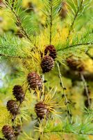 Larix kaempferi with cones in autumn