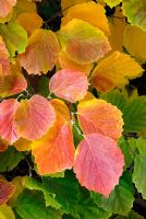 Fothergilla major Monticola Group with Autumn foliage