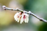 Chimonanthus praecox - Wintersweet with frost 