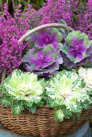 Autumn wicker basket containing Erica and  Brassica 