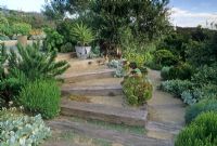 Garden by the sea with wooden sleeper steps and planting of Rosmarinus, Santolina Aeonium and Yucca in containers - Sorento, Victoria, Australia 