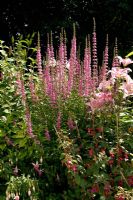 Lythrum salicaria 'Robert' - Purple Loosestrife in mixed border with Fuchsias and Liliiums