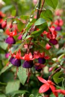 Fuchsia 'Gruss aus dem Bodenthal'