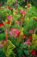 Cleome 'Cherry Queen', Dahlia 'Bishop of Llandaff' and Canna striata in mixed hot border
