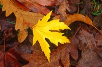 Autumn leaves - Acer saccharinum 'Laciniata'