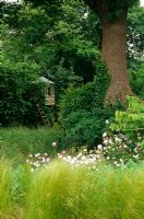 Stipa tennissima and Erysimum in garden with childs treehouse in background