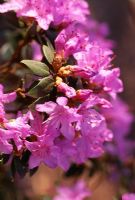 Rhododendron hippophaeoides 'Inshriach'