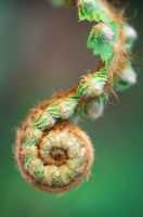 Polystichum setiferum - Soft shield fern 