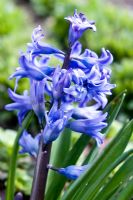 Hyacinthus 'Dreadnought'