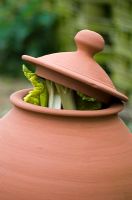 Blanched rhubarb stems pushing lid off from terracotta rhubarb forcer