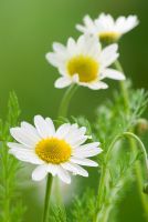 Chamaemelum nobile - Chamomile 