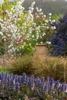 Ajuga reptans 'Catlin's Giant', Amelanchier ovalis 'Edelweiss', Carex dipsacea and  Ceanothus 'Puget Blue' in spring garden