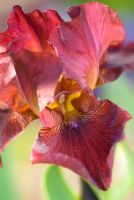 Iris 'Tarot' - Bearded Iris
