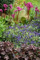 Pulmonaria 'Diana Clare', Bergenia eroica, and Heuchera 'Can-can' in spring border