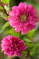 Rubus spectabilis Olympic Double, syn. Flore Pleno - Salmon Berry