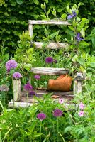 Rustic wooden chair in border with broken terracotta pot on seat and Clematis x durandii climbing over back and arm rests with Allium 'Purple Sensation' and Geranium palmatum planted at base