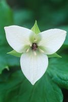 Trillium erectum f. albiflorum - Trinity Flower