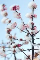 Viburnum x bodnantense 'Dawn' covered in snow